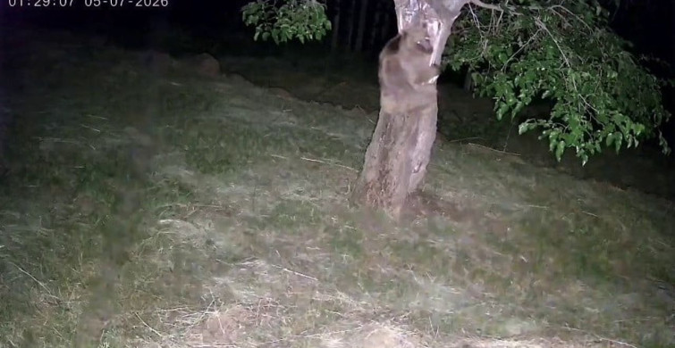 İspir'de ayı ve domuz sürüleri dut bahçelerini talan etti