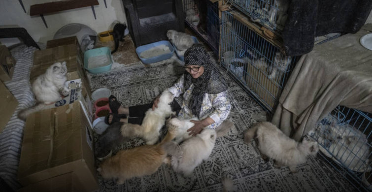 İsrail saldırıları Lübnan'lı Abadi’yi 40 kedisiyle göçe zorladı