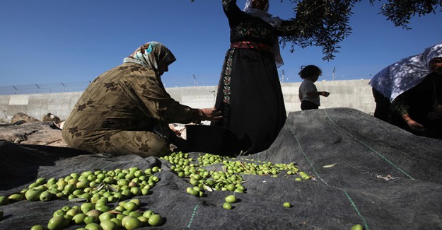 İsrailliler Filistin Vatandaşlarının Zeytin Hasatlarına Saldırdı