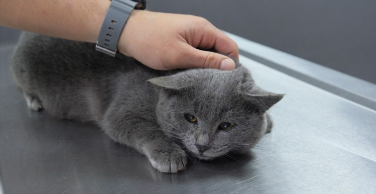 İştahsız Kedinin Kalçasından Çıkan Mermi Çekirdeği