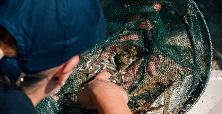 İstanbul Akvaryum'da Nesli Tükenme Tehlikesi Altındaki Dişli Sazancık Balığı Korunuyor