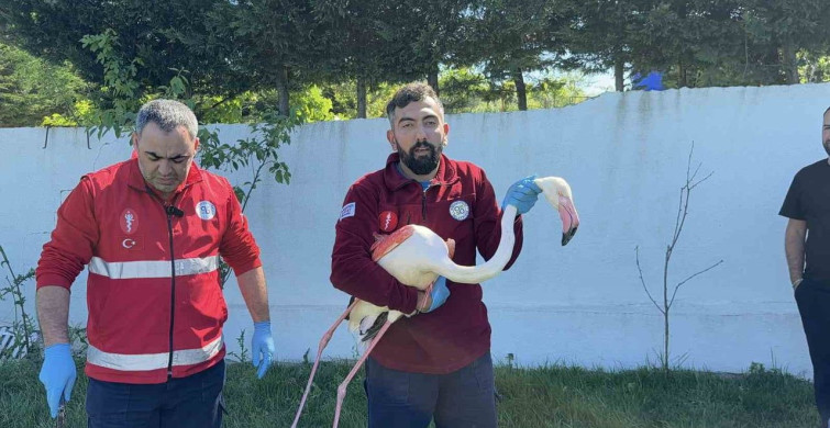 İstanbul Arnavutköy'de Kanadı Kırık Flamingo Bulundu