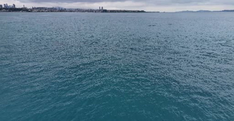 İstanbul Boğazı'nda Yunus Dansı