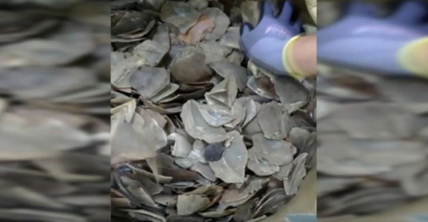 İstanbul Havalimanı'nda 1,2 Ton Pangolin Pulu Ele Geçirildi