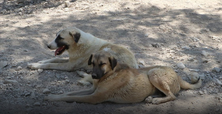 İstanbul Valiliği’nden Sahipsiz Köpekler İçin Yazı Geldi