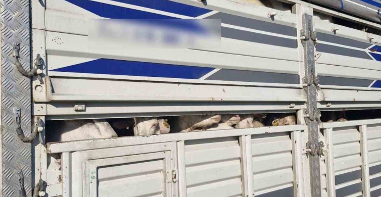 İstanbul'da Kaçak Kurbanlık Operasyonu