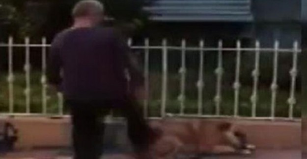 İstanbul'da Köpeği Tekmeleyen Şahsa Bin 763 Lira Para Cezası Kesildi