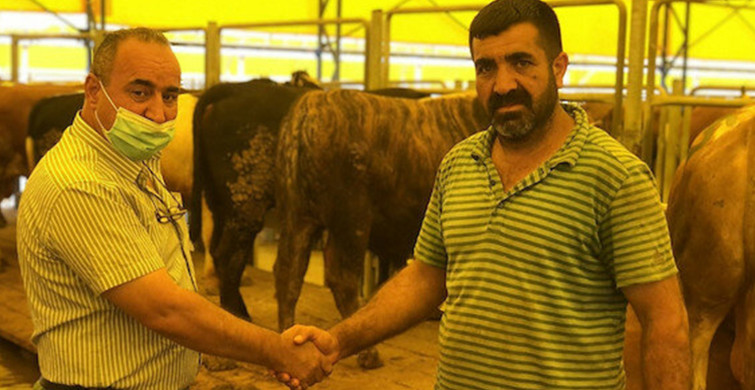İstanbul'da Kurban Satışları Başladı: Geçen Yıla Oranla Fiyatlara 2-3 Bin TL Zam! İşte Kurbanlık Fiyatları
