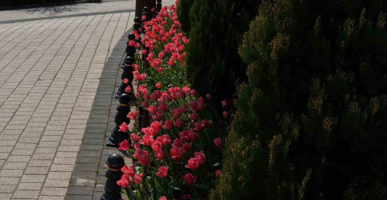 İstanbul'da Lale Mevsimi: Pendik Korusu Renkleniyor