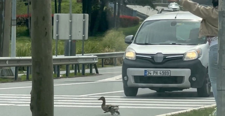 İstanbul'da Ördek Ailesine Trafikte Duyarlı Geçiş