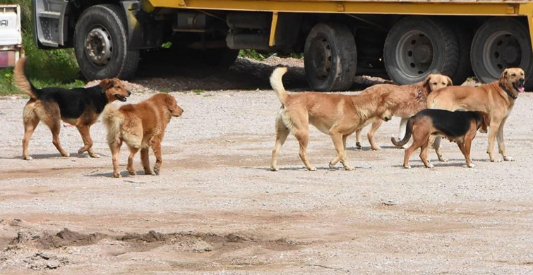 İstanbul’da sokak köpekleri 2 kardeşe saldırdı: 30 dikiş atıldı!