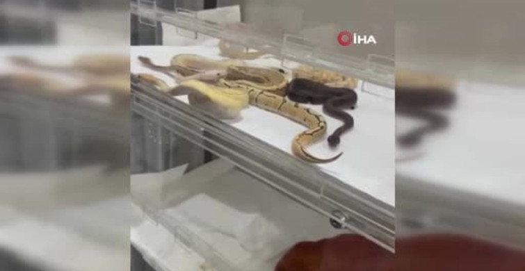 İstanbul'da Yılanlar Ele Geçirildi