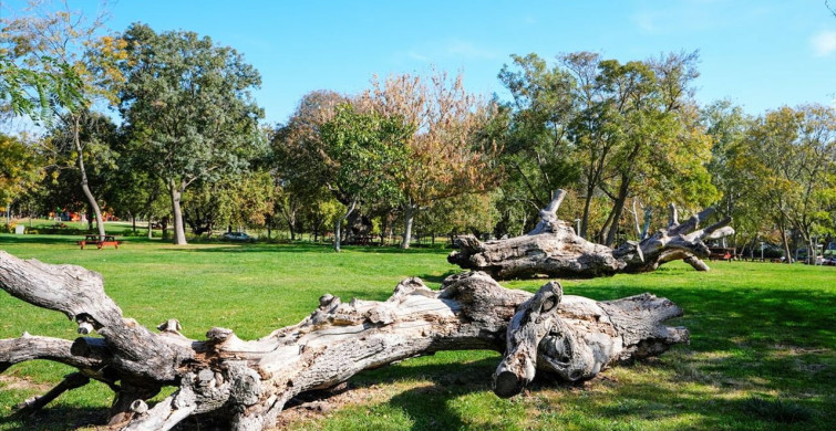 İstanbul'un Anıt Ağaçları: Yüzyılların Tanıkları