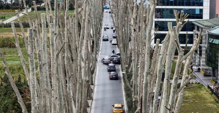 İstanbul'un Tarihi Çınarlarına Yönelik Budama Tartışmaları