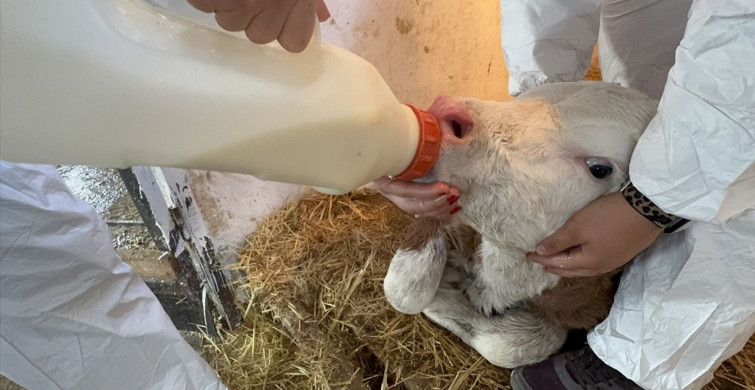 ISUBÜ Öğrencileri Tarım ve Hayvancılık Alanında Uygulamalı Eğitim Alıyor