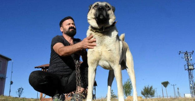 İtalyanlar Çözümü Kangal Almakta Buldu!