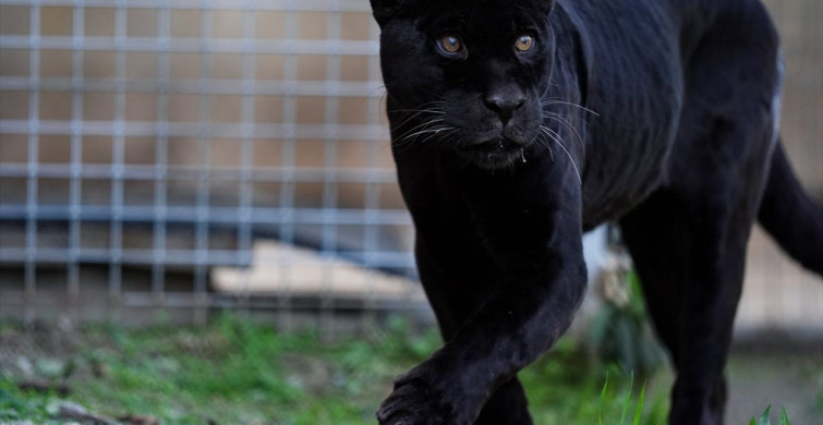 İzmir Doğal Yaşam Parkı'nda Jaguar Juliet Hayatını Kaybetti