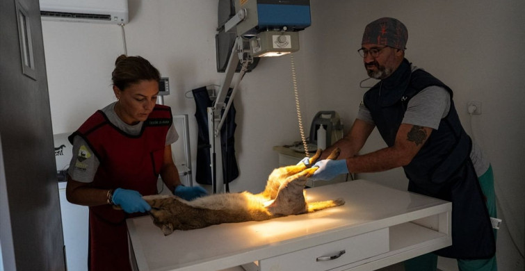 İzmir Doğal Yaşam Parkı'nda Tedavi Edilen Saz Kedisi Doğaya Salındı