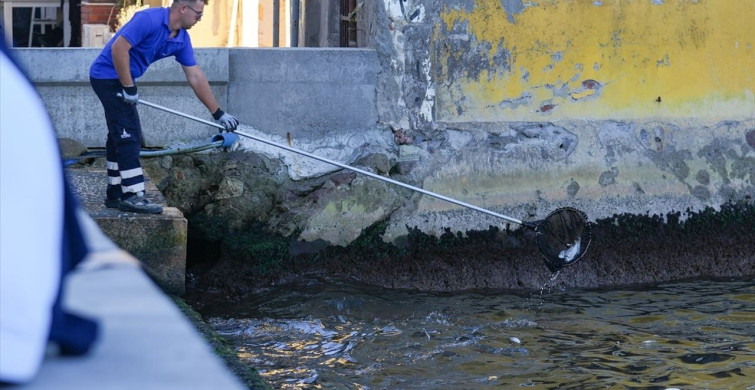 İzmir Körfezi'nde Balık Ölümleri Devam Ediyor