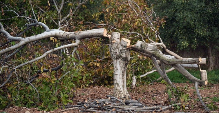 İzmir'de 20 Yıllık Ceviz Ağaçları Kesildi