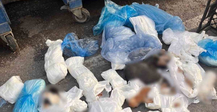 İzmir'de 33 Ölü Kedi Olayında Veteriner Hekim Tutuklama Talebiyle Mahkemeye Sevk Edildi