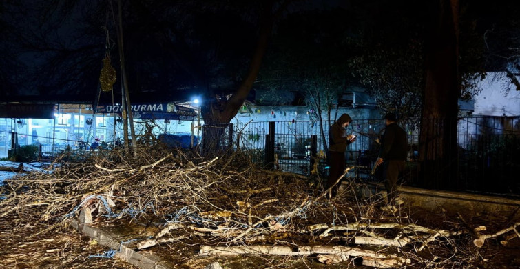 İzmir'de Devrilen Ağaç Otomobile ve İşletmeye Zarar Verdi