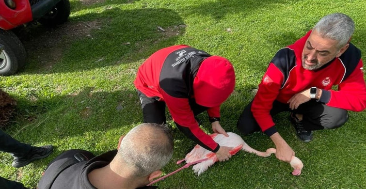 İzmir'de Flamingo Kurtarma Operasyonu
