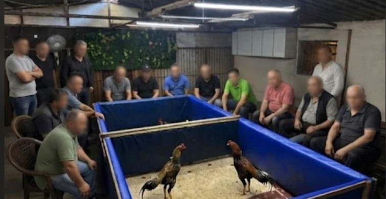 İzmir'de horoz dövüşü operasyonu: çiftlik mühürlendi, 130 bin lira ceza kesildi