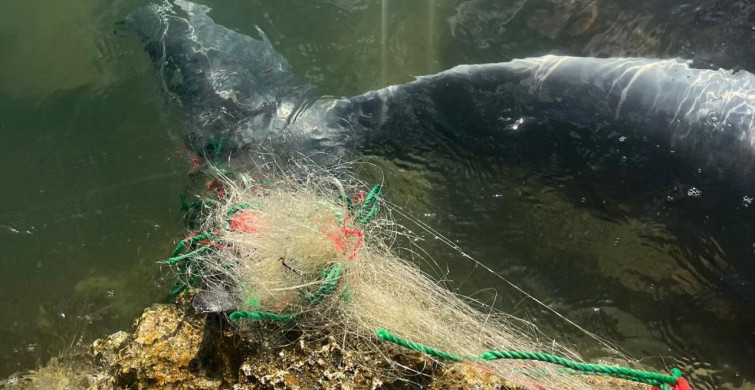 İzmir'de Karaya Vuran Yunus Tespit Edildi