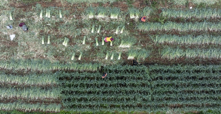 İzmir'de Kış Sebze Hasadı Yoğun Bir Şekilde Devam Ediyor