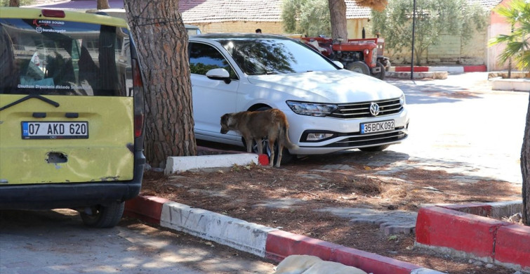 İzmir'de Trafik Kazası: Sahipsiz Köpeklerden Kaçan Kadın Hayatını Kaybetti