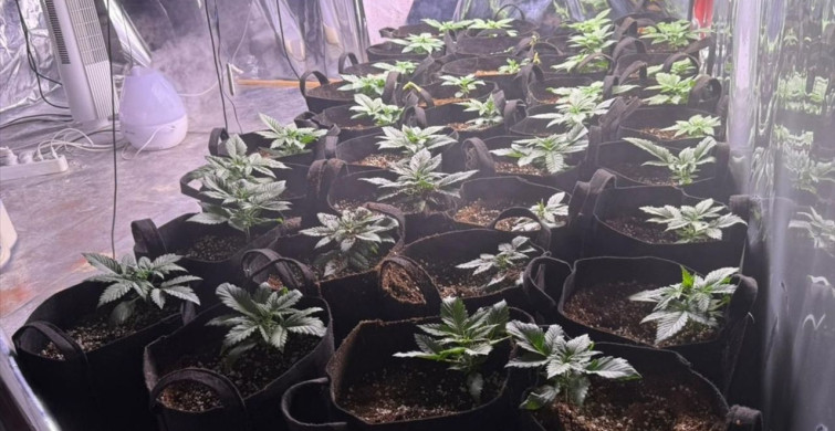 İzmir'de Uyuşturucu Operasyonunda Kenevir Yetiştiren Zanlı Tutuklandı