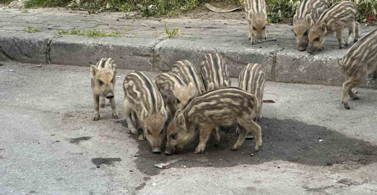 İzmir'de Yaban Domuzlarıyla Kent Yaşamı İç İçe Geçiyor