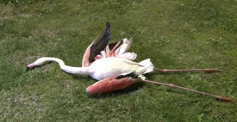 İzmir'deki Flamingoların Ölüm Sebebi Ortaya Çıktı