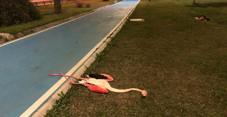 İzmir'deki Şüpheli Flamingo Ölümlerine Araştırma