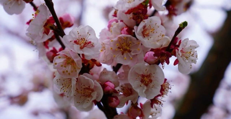 İznik'te Bahar Renk Cümbüşüyle Karşımızda