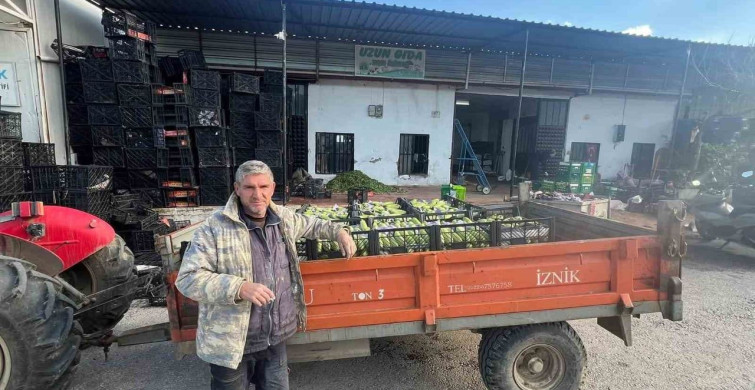 İznik'te İlk Kabak Hasadı Başladı