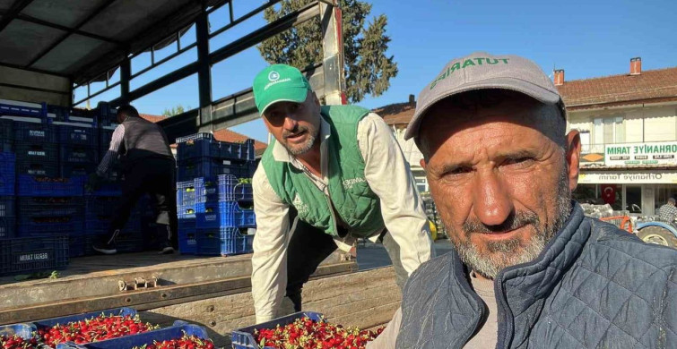 İznik'te Karabodur Kirazı Hasadı Başladı
