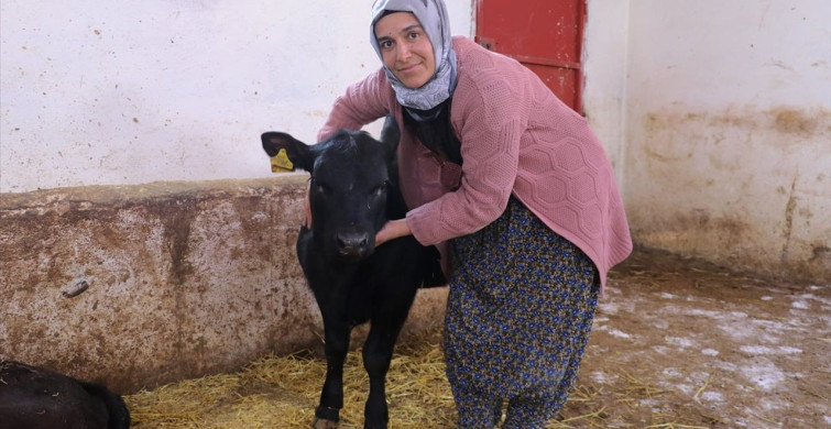 Kadın Çiftçinin Besicilikteki Başarısı: 5 Ayda Hayvan Sayısını İkiye Katladı
