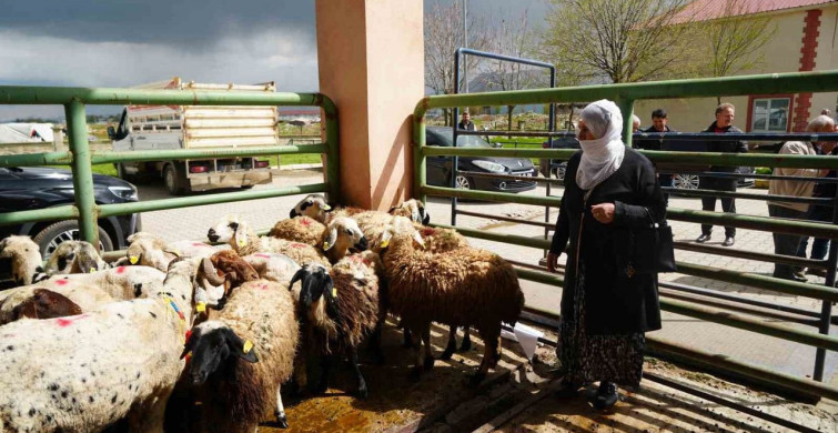Kadın Üreticilere 3 Bin Küçükbaş Hayvan Desteği