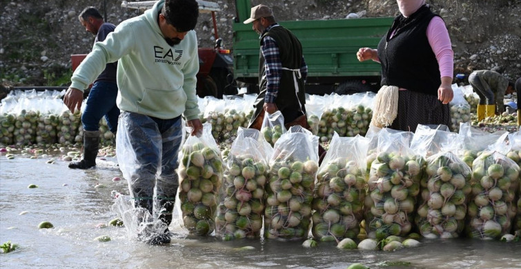 Kadirli Turpu Hasadı ve Zorlu Yıkama Süreci