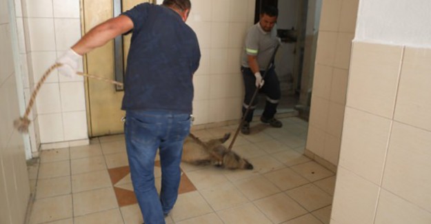 Kafesten Kaçıp Apartmana Giren Domuz Paniğe Neden Oldu