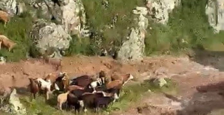 Kağızman'da sağanak yağış sonrası 5 büyükbaş hayvan telef oldu