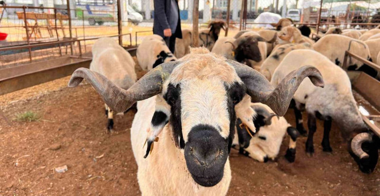 Kahramanmaraş Hayvan Pazarında Bayram Öncesi Sakinlik