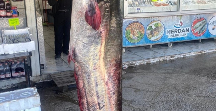 Kahramanmaraş'ta 100 Kilogramlık Yayın Balığı Yakalandı