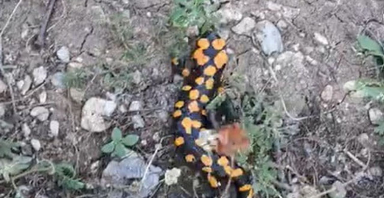 Kahramanmaraş'ta nesli tükenme tehdidi altındaki benekli semender görüntülendi