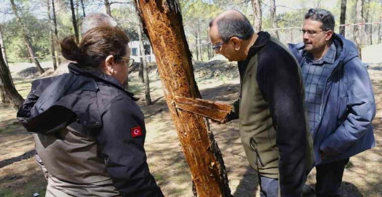 Kahramanmaraş'ta Orman Zararlılarıyla Mücadele İncelendi