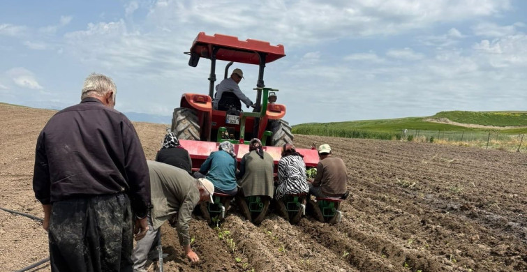 Kahta'da Tütün Üretiminde Yeni Sezon Başladı