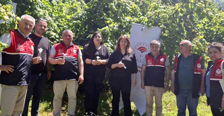 Kahverengi kokarcaya karşı doğaya 5 bin samuray arısı salındı