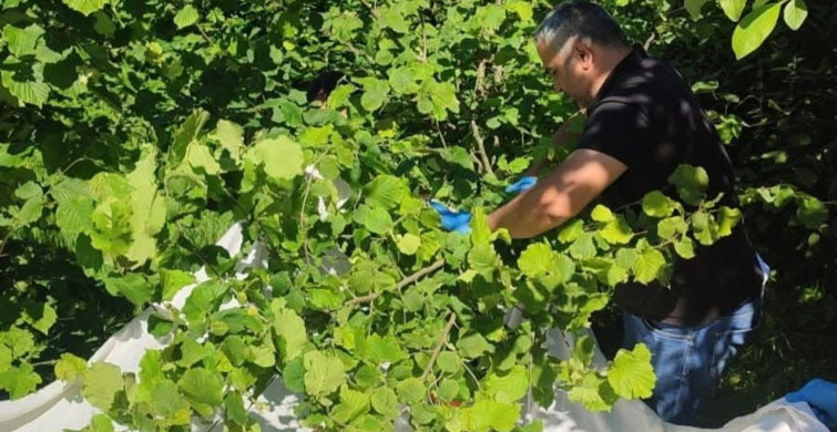 Kahverengi kokarcaya karşı samuray arısı seferberliği